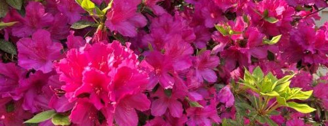 flowersrez500.jpg