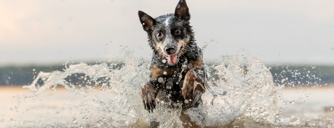 raleigh-pet-photography-pet-and-people-photos-durham-cary-chapel-hill-durham-nc.jpg